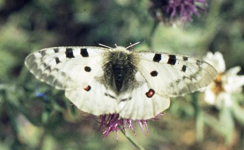 Réf. 196 782 : Parnassius apollo